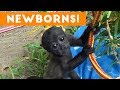 The Cutest Newborn Animals Weekly Compilation 2017   Funny Pet Videos