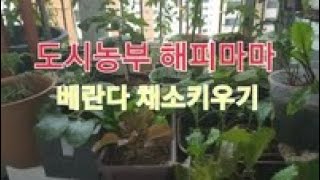 베란다 텃밭 ( 30편 )  집안 베란다에서 유기농채소 잘 키우는 꿀팁