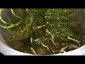 Guppies (Guppy Fishes)
