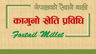 नेपालको रैथाने बाली कागुनो खेती प्रविधि || Foxtail Millet Cultivation