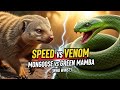Speed vs Venom – Mongoose vs Green Mamba (Who Wins?)#Wildlife #SnakeVsMongoose #NatureDocumentary