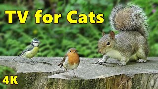 TV for Cats Fun - Squirrels and Birds ⭐ Cat TV in 4K ⭐