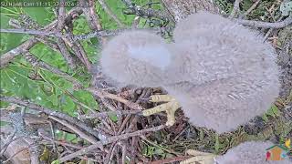 Nestlings Self-feeding Drama