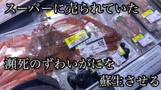 スーパーに売られていた瀕死の【ずわいがに】を蘇生させる　save the crab