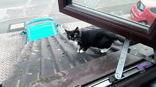 Mr. Darcy's Diary Highlights - Lunch time - Kitty on the rooftop by Cat Diary - just sharing days of being a cat 126 views 2 months ago 1 minute, 36 seconds