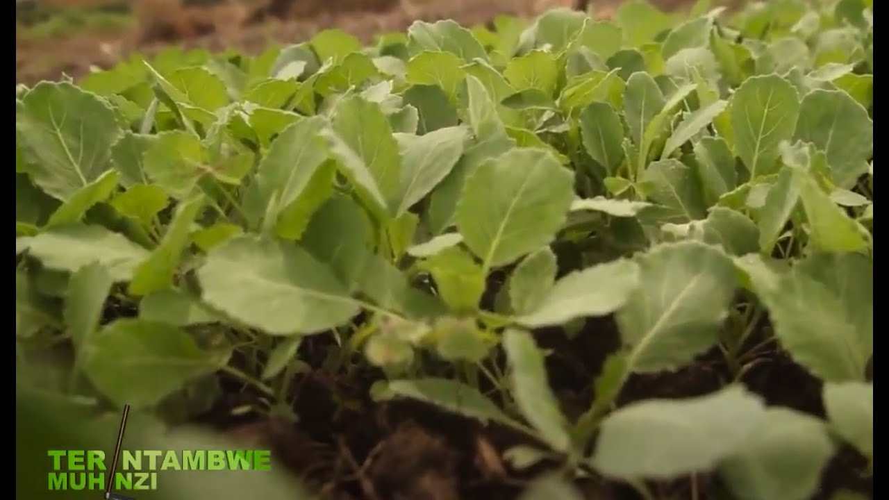 Iga ubuhinzi bw'amashu | Tera intambwe Muhinzi Mworozi