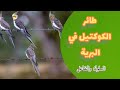 حياة طيور الكوكتيل في الطبيعة براري أستراليا حياة طيور الكوكتيل في الطبيعة براري أستراليا