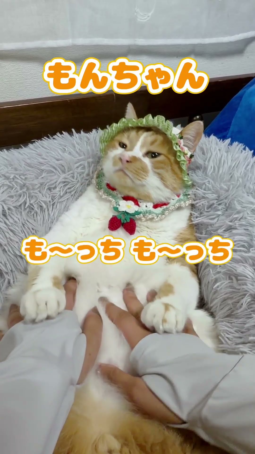 散歩大好きもんぶらん🐈 - YouTube