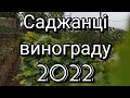 🍇Огляд саджанців винограду 2022!🍇