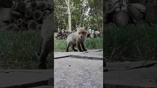 When you just need to see something adorable, watch these baby foxes!