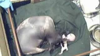 AHT American Hairless Terrier Dog Neo & Trinity 2008 puppies