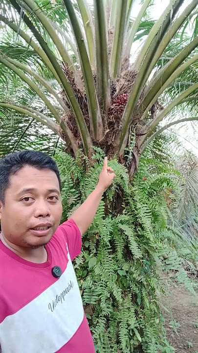 kita ambil jalan tenga #yangambi​ #cara​ #ppks239​ #kcl​ #bjr​ #varietas​ npk​ #yangambi​