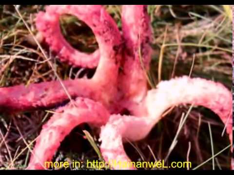 Mushroom-like octopus found in Brazil Гриб, похожий на осьминога, найден в Бразилии