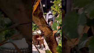 KERONCONG | INGAT MASA LALU | NO COPYRIGHTMUSIC I FREE STOCK | FREE FOOTAGE #shorts #wahyuhendra