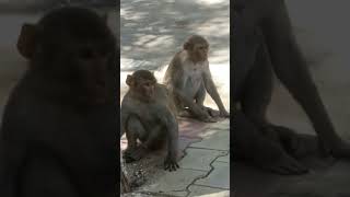 #funny vairal #monkey #shortvideo dudi dudi dam dam🐒💓🥸😁🎈🐒