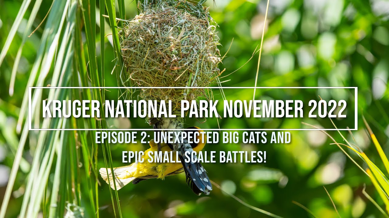Национальный парк Крюгера, ноябрь 2022 г. - день 2: от Летабы до Мопани: неожиданные большие кошк...