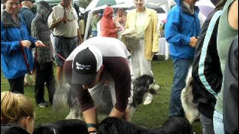Puppy Pawlooza 09 - Bosco & Roxy