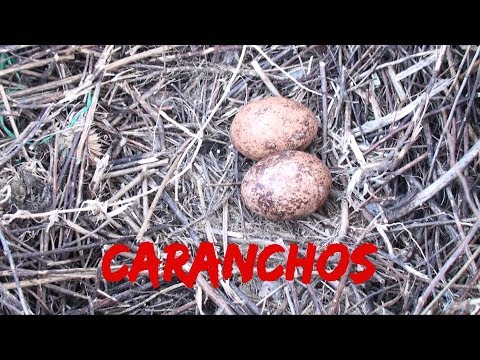 CARANCHOS AVE CARROÑERA . Nido y pichones (Caracara plancus)
