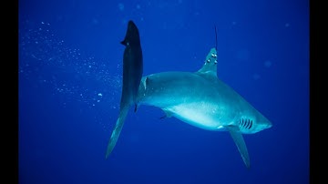 Shark Senses: Lateral Line