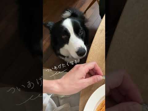 ごはん中のかわいい誘惑｜My Border Collie’s Adorable Begging Face 🐾