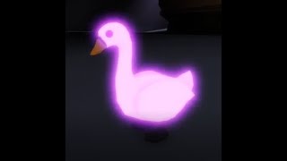 How a mega neon Swan looks like @adopt me roblox