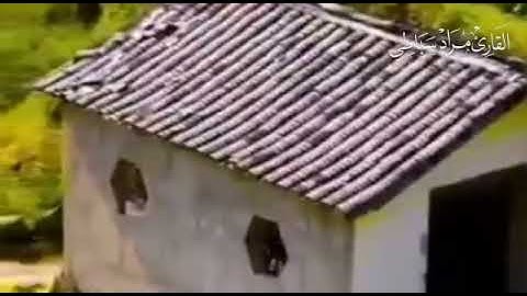 سورة التكوير للقارئ مراد سباطي الجزائري