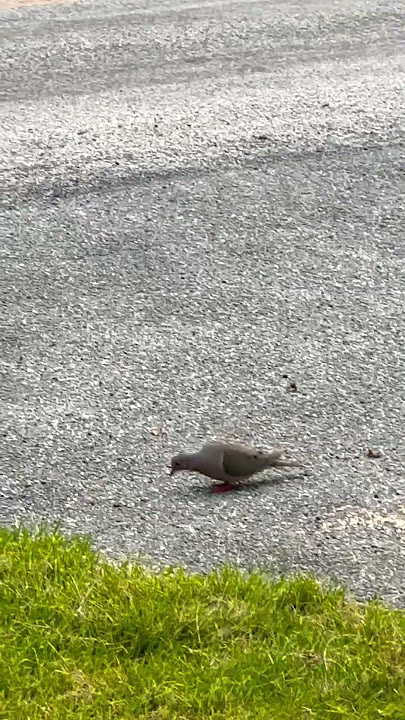 Beautiful memory #birdlovers #rabbitlovers #naturelife #youtube #hcococ #hcocochannel
