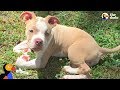Wobbly Pit Bull Puppy Gets Sister Who Helps Her Run Again | The Dodo Pittie Nation