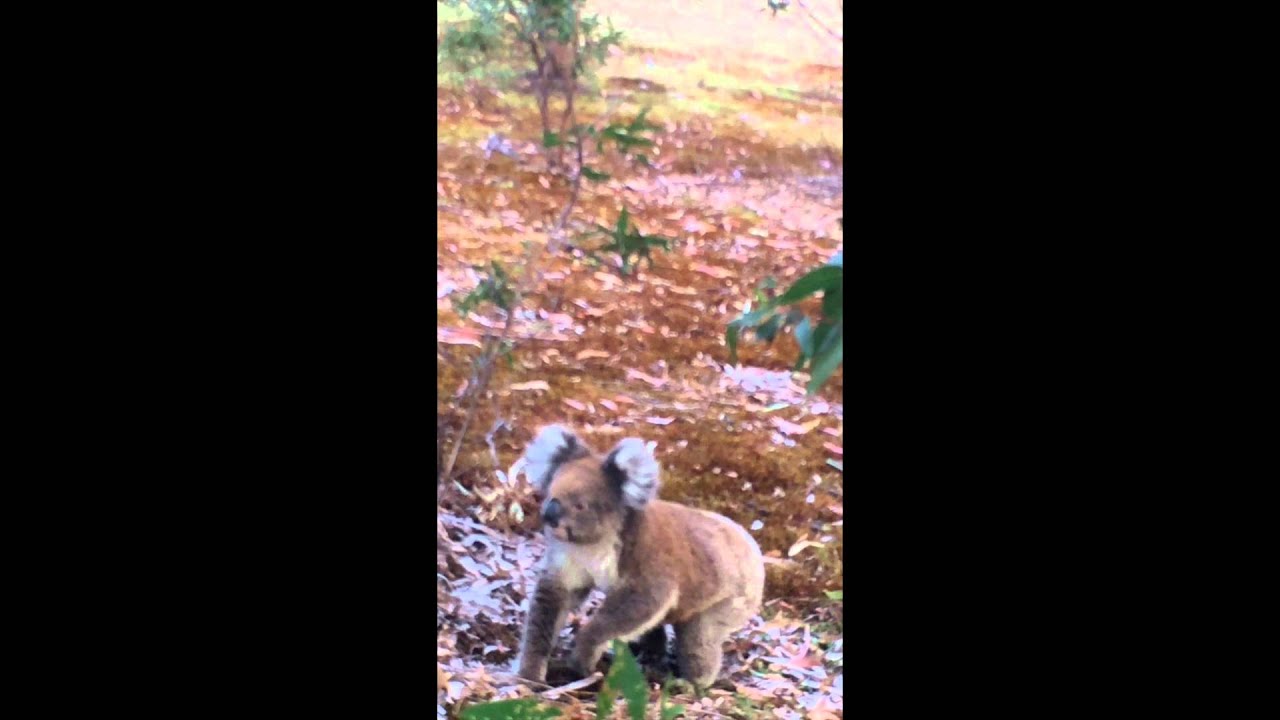 Baby koala climbed up my dad's leg