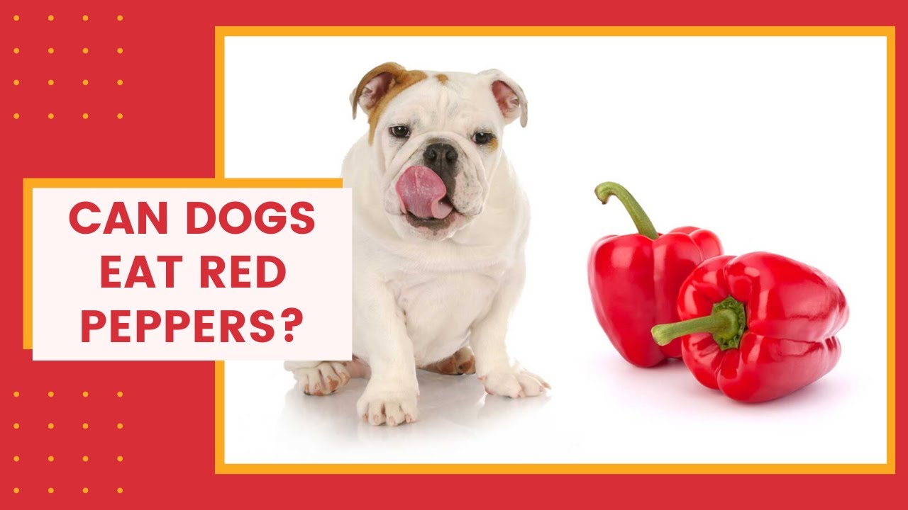 Can Dogs Eat Red Peppers? Healthy Or Not?