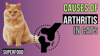 Arthritis in CATS -  Unraveling the Causes! by Superfoods for CATS 26 views 1 month ago 6 minutes, 25 seconds