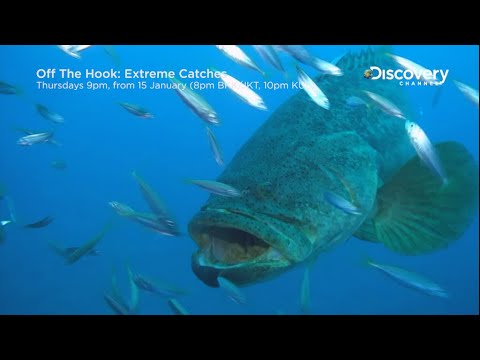 Goliath Grouper | Off The Hook: Extreme Catches 2