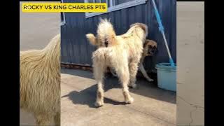 King Charles Alpha Dog Vs Rocky Dog fight again #rockydog #kingcharles