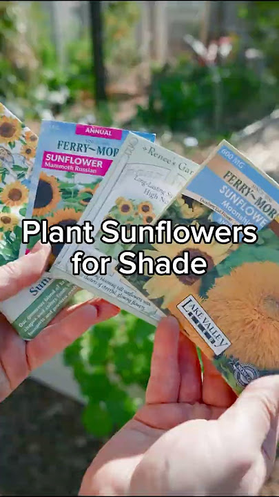 Grow Sunflowers for Shade!