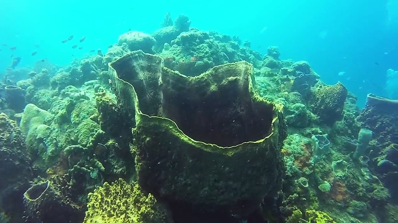 Diving Dominica - Part 1