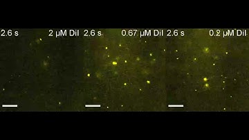 Fluorescent labeling of extracellular vesicles