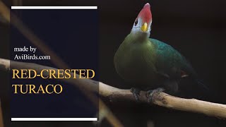 Red-Crested Turaco [Tauraco Erythrolophus]