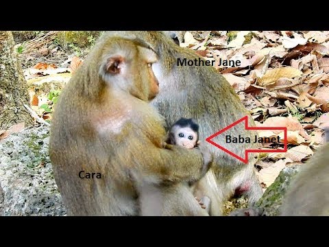 cute monkey pics Lucky Janet that has good mother and Cara take care her all the rime