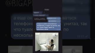 Выставил НАСТОЯЩЕГО КОТОПСА на АВИТО #shorts