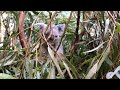 El koala tiene sed: Australia descubre cómo el calor extremo afecta al icono del país