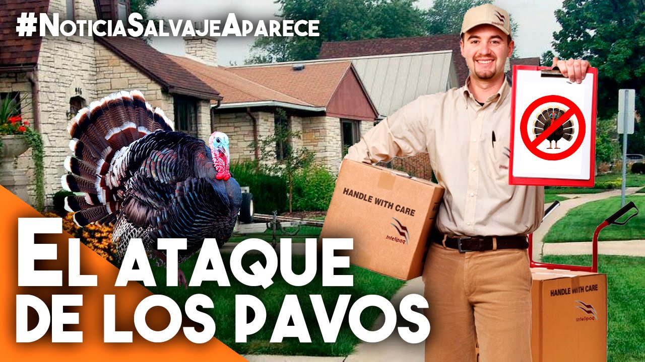 El ataque de los pavos - La red de Mario humor me meaning