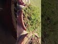 Sunday Morning with  Gul e dopehri, Portulaca grandiflora,Healthy Activities