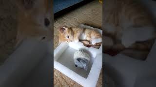 Забавный рыжий котёнок играет в коробочке) Забавный рыжий котёнок играет в коробочке)
