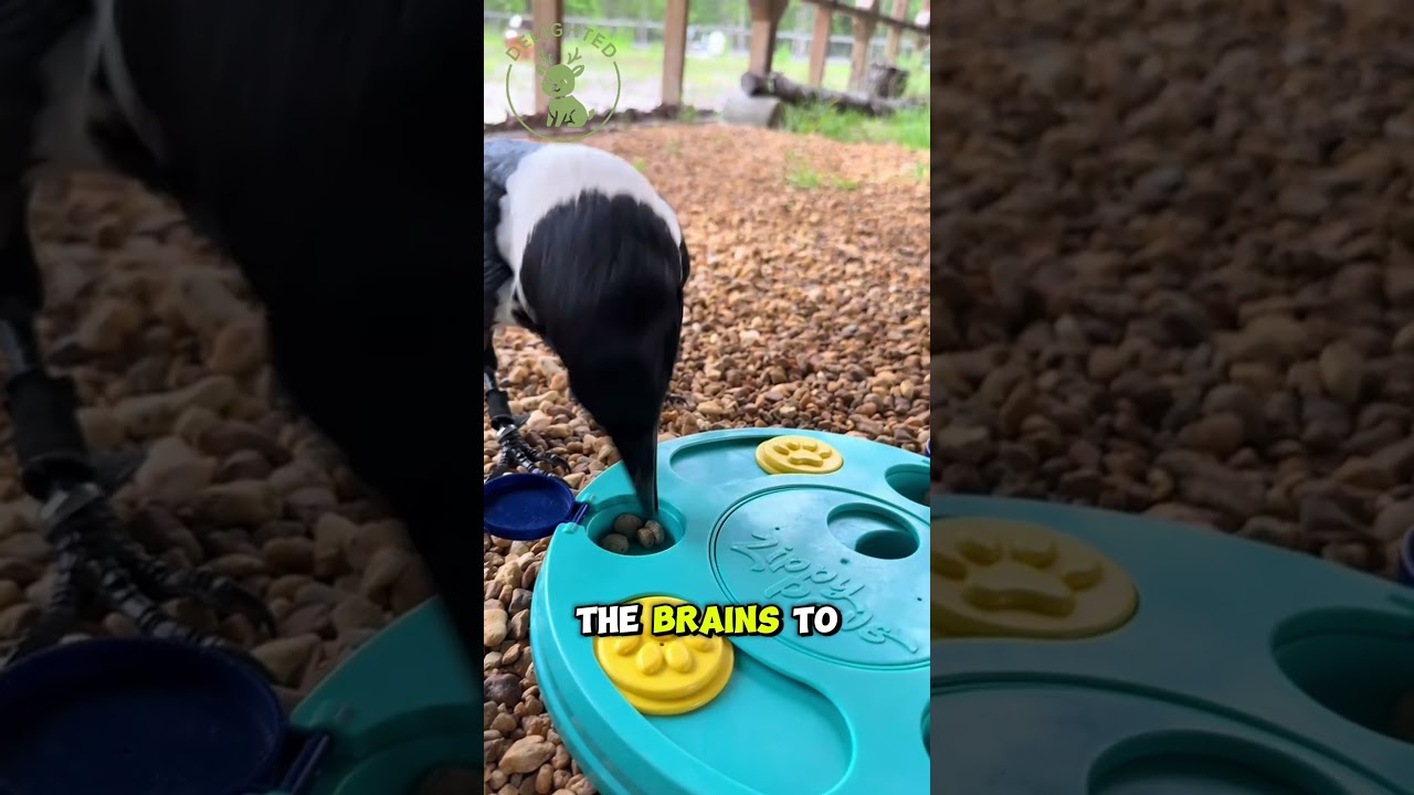 Crows The Feathered Geniuses Among Us 