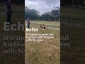 Echo is first dog in US trained to sniff this out in Florida
