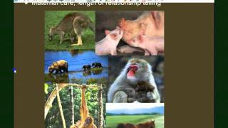 Vertebrate Diversity: Mammals