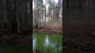 Дождь в лесу. Сентябрь