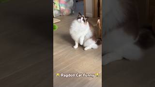 Ragdoll Cat is so Funny #funnycats #ragdollcat #ragdoll #catshorts