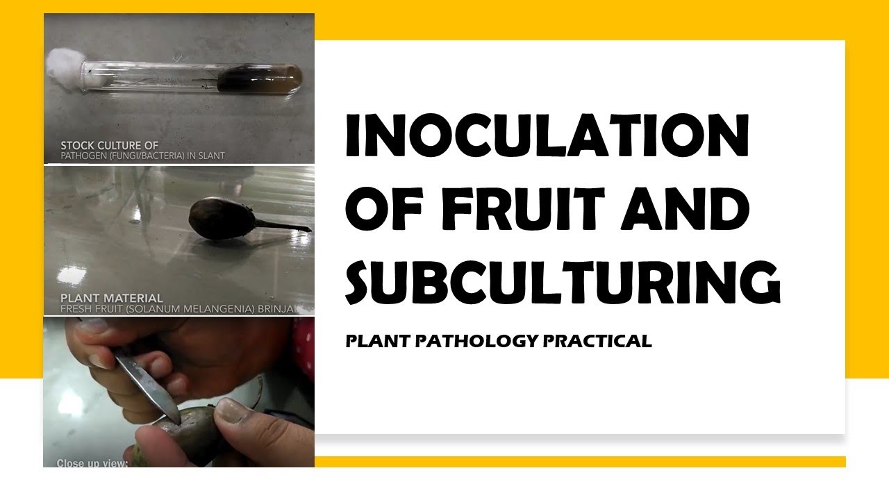 PLANT PATHOLOGY Fruit inoculation and subculturing of pathogen - by Fortune Cookie