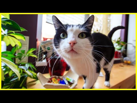 Video: Wie Sie Ihr Zuhause katzensicher machen